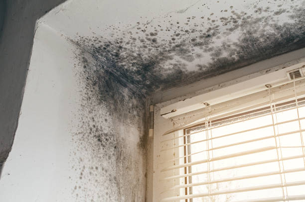 Affordable Mold Removal solutions in Charlevoix, MI